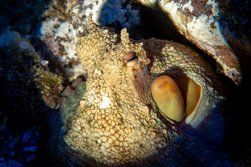 Common Octopus (Octopus vulgaris) in Coastal Waters
