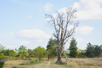 A lone cow grazes in a dry field under sunlight.
