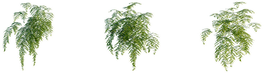 Adiantum capillus tree, front view, cutout, transparent background, isolate, Elevation, Delicate weeping willow branches, detailed texture, perfect for springtime nature backgrounds and designs. © DH Tree Stock