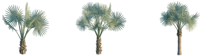 Bismarckia nobilisi tree, front view, cutout, transparent background, isolate, Elevation, Detailed Coconut Palm Tree with Lush Green Leaves and a Textured Trunk, Tropical Nature