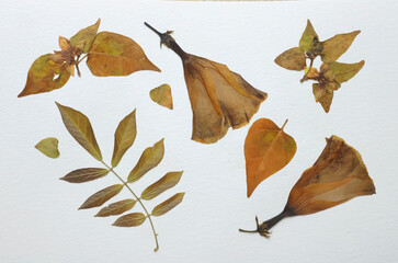 Pressed and dried leaves, flowers isolated on white background. For use in floral patterns, herbariums, scrapbooking.