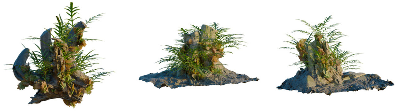 Drynaria roosii tree, front view, cutout, transparent background, isolate, Elevation, Detailed Texture of a Rock Formation with Earth and Mineral Deposits, Ideal for Design and Nature Studies