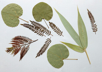 Pressed and dried leaves, flowers isolated on white background. For use in floral patterns, herbariums, scrapbooking.