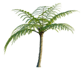 Sphaeropteris lepifera tree, front view, cutout, transparent background, isolate, Elevation, Detailed close-up of lush green fern foliage with intricate textures and vibrant details © DH Tree Stock