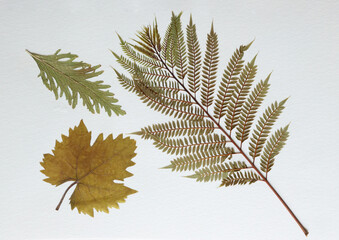 Pressed and dried leaves, flowers isolated on white background. For use in floral patterns, herbariums, scrapbooking.
