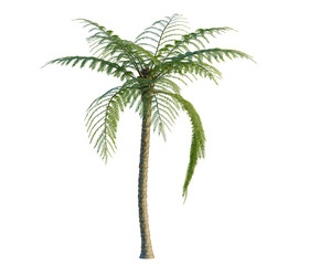 Sphaeropteris lepifera tree, front view, cutout, transparent background, isolate, Elevation, Detailed close-up of lush green palm tree leaves texture, tropical foliage