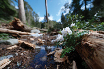 Obraz premium A close-up of delicate white flowers blooming amidst logs and forest debris, symbolizing resilience and beauty in nature's untamed spaces, capturing the essence of life.