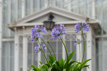 Blue agapanthus or African lily of nile flower is blooming in the summer season in the city garden in Helsinki. Garden is open to everyone and there is no entrance fee.