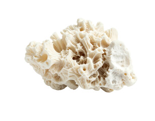 Intricate white coral fragment with porous, delicate skeletal structure
