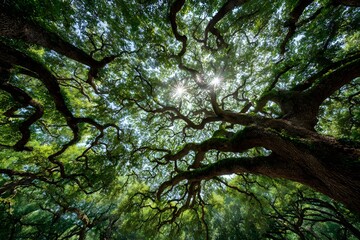 Fototapeta premium Worm's-eye view looks up into a majestic oak tree canopy with sunlight filtering through vibrant green leaves to create a bright starburst.