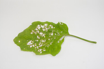 Close up of damaged green leaf with holes isolated on white background.Leaf eaten by caterpillars.Graphic design,banner and 3D rendering