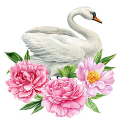 Fototapeta premium White swan with pink peonies watercolor illustration elegant floral bird composition isolated on white