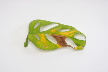 Close up of monstera leaves starting to dry isolated on white background. Leaves are yellow and brown. Graphic design, banner and 3D rendering