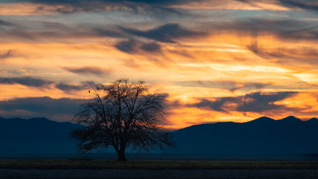 Silhouetted lone tree at sunset above a rice field in Colusa County, California, beneath dramatic orange and blue clouds.