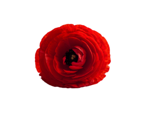 Vibrant red flower with layered petals and dark center, isolated on black
