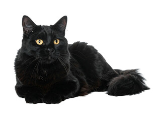 Sleek black feline with golden eyes, poses elegantly on a plain background