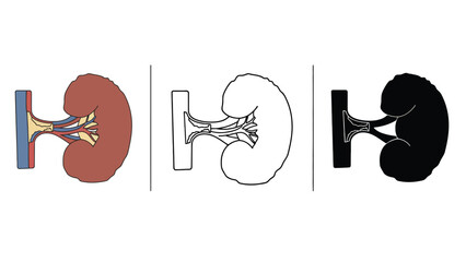 Anatomical illustrations of a human kidney in different visual styles and colors