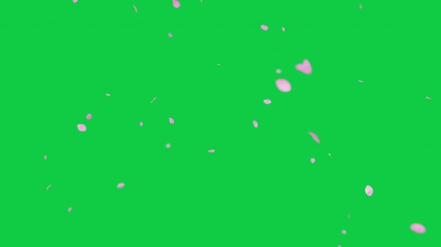 pink cherry blossom petals falling on green screen for chroma key