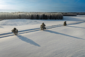 rural landscape with three pine trees by the roadside © talavietis