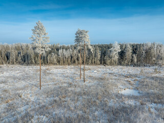 trees in winter © talavietis