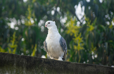Two beautiful white fancy pigeons perching together on a wall against a lush green background.