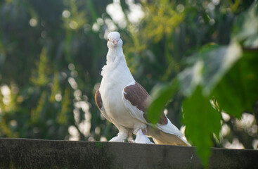 Two beautiful white fancy pigeons perching together on a wall against a lush green background.
