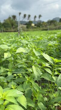 Vertical shot of sweet basil tops growing closely together, showing dense healthy foliage across the cultivated area with uniform plant development. Natural yield.