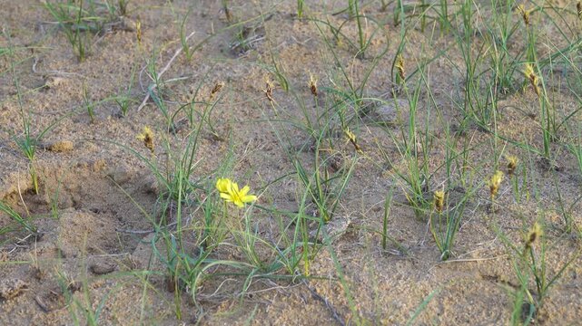 Serpent root Scorzonera tuberosa sandy slopes as part of desert-steppe communities. Areg. Spring in the White Desert (Akkum), where the Aral Sea once stood. Carex arenaria around