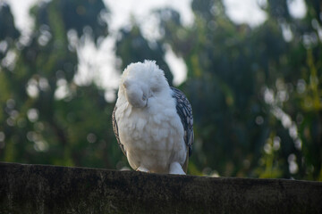 Two beautiful white fancy pigeons perching together on a wall against a lush green background.