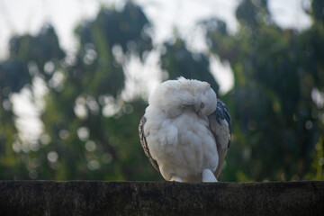Two beautiful white fancy pigeons perching together on a wall against a lush green background.