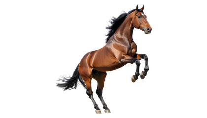 Obraz premium Majestic Brown Horse Rearing Up Against a Transparent Background Showcasing Strength and Elegance