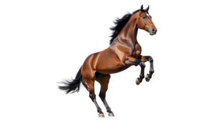Majestic Brown Horse Rearing Up Against a Transparent Background Showcasing Strength and Elegance