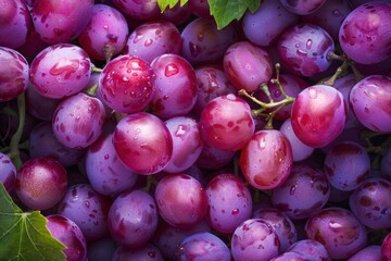Naklejka premium Close up of ripe purple grapes covered in water droplets, creating a vibrant and textured background ideal for food and beverage projects