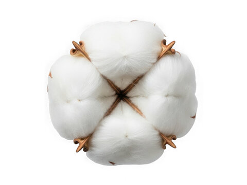 Close-up view of a single cotton boll