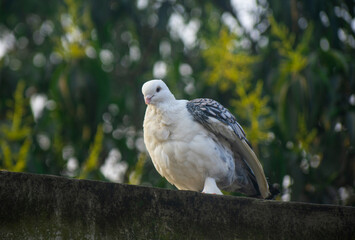 Two beautiful white fancy pigeons perching together on a wall against a lush green background.