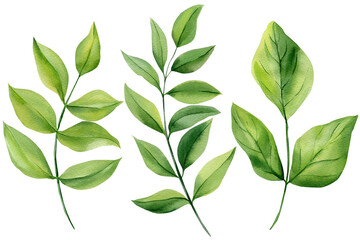 Obraz premium Green leaves set watercolor botanical branches and fresh leaf sprigs isolated on white for natural wedding stationery and decor