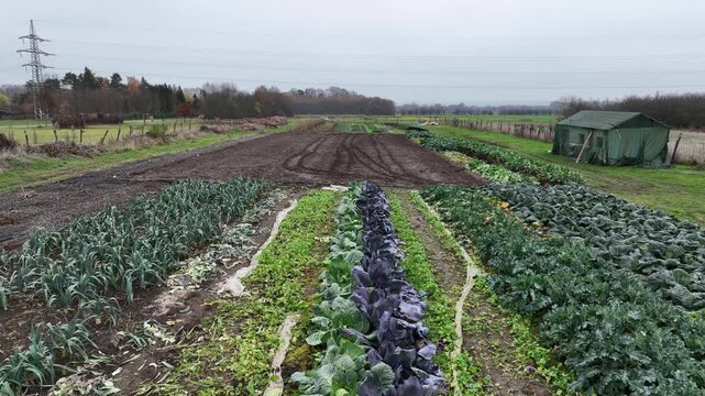 Farmland aerial drone garden autumn planted various organic edible winter vegetables like leek, savoy cabbage, winter kale and chard. Footage video farm portion of land with cow dung fertilizer rich