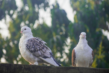 Two beautiful white fancy pigeons perching together on a wall against a lush green background.