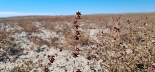 Real photograph of a spiky desert plant branch with red flowers, authentic photo, not AI generated