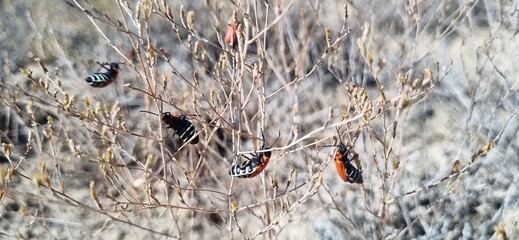 Real photograph of several red beetles with striped belly on multiple branches of a desert shrub in the desert.&raquo;
