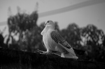 Two beautiful white fancy pigeons perching together on a wall against a lush green background.