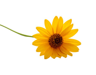 Single bright yellow daisy-like flower with a dark center on a green stem