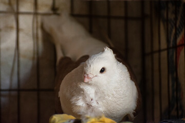 Two pigeons, ruffled white plumage, unique wing patterns, a dark concrete wall, and a soft-focus forest background.