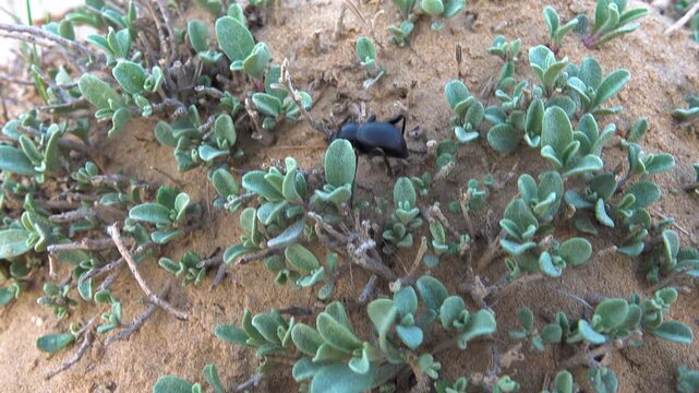 Blaps beetle makes its way through the desert. Atraphaxis growing in the sand. North Kazakhstan