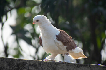 Two beautiful white fancy pigeons perching together on a wall against a lush green background.
