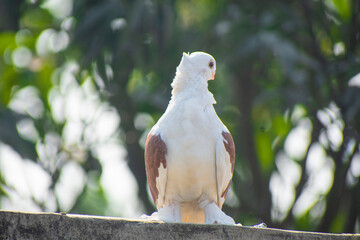 Two beautiful white fancy pigeons perching together on a wall against a lush green background.