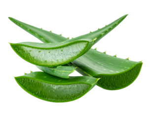 Sliced and whole vibrant green aloe vera leaves on a white background