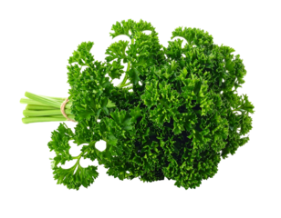 A bunch of fresh, curly green herbs tied with a rubber band