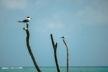 Great crested tern perched on wooden shrimp fishing poles above turquoise sea on Koh Samui, tropical coastal wildlife with wide copy space
