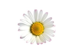 A single, delicate white daisy with a yellow center against a black background